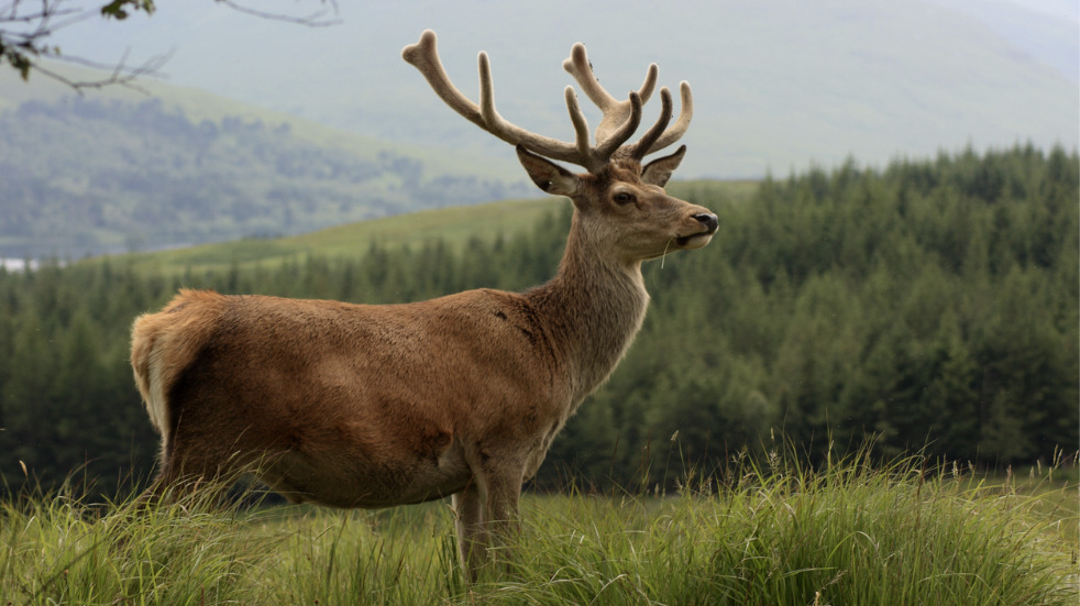 Wildlife spotting guide to scotland